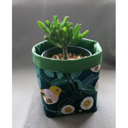 Succulent Plant & Pot Cover - 10cm pot