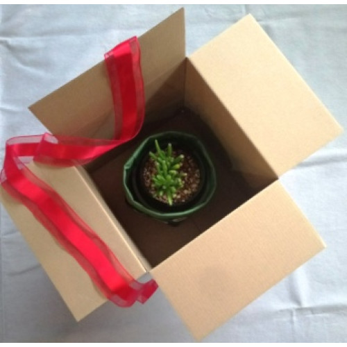 Succulent Plant & Pot Cover - 10cm pot